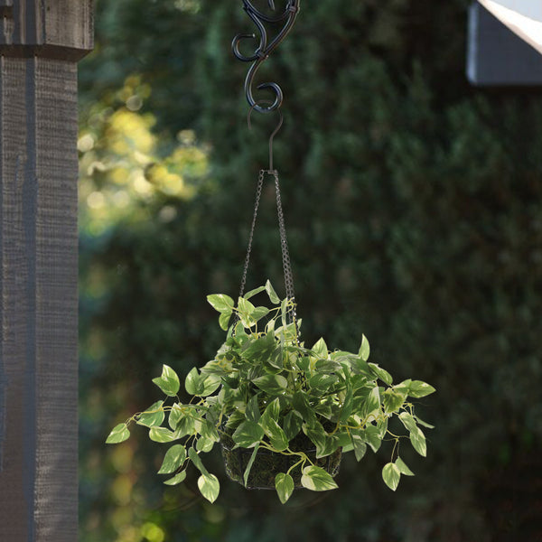 The Hanging Creeping Fig