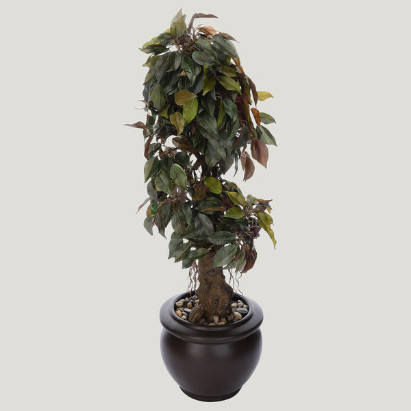 Ficus Red Garland